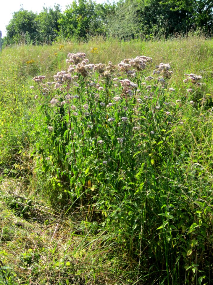 20120726Eupatorium_cannabinum7