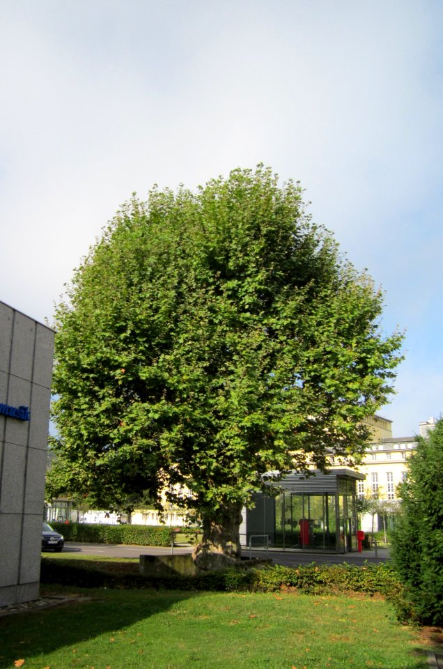 20120914Platane_Musikhochschule_Saarbruecken1