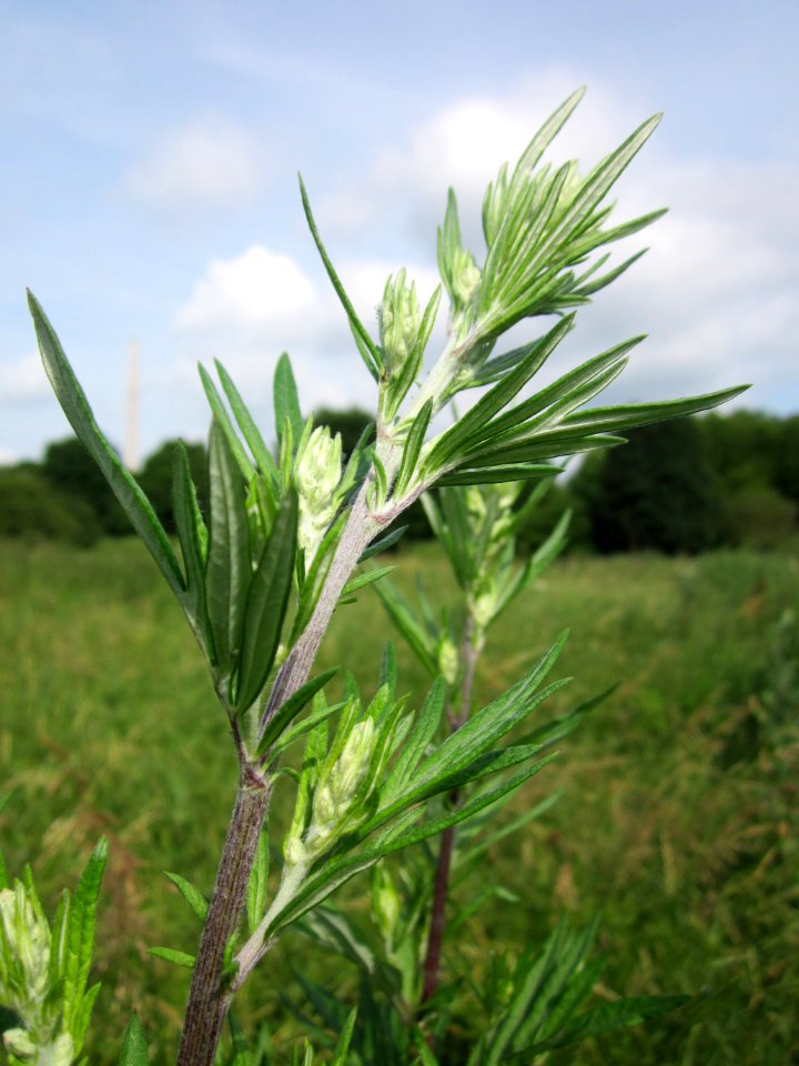 20130702Artemisia_vulgaris2