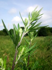 20130702Artemisia_vulgaris2