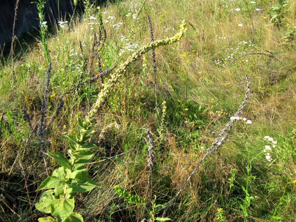 20120726Verbascum_thapsus1