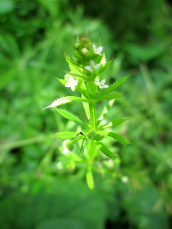 20130702Labkraut_St_Arnual1