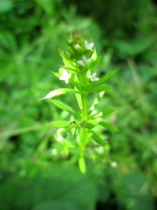 20130702Labkraut_St_Arnual1
