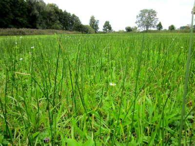 20120918Bachwiesen_Hockenheim2