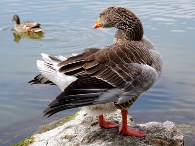 Poultry migratory birds goose