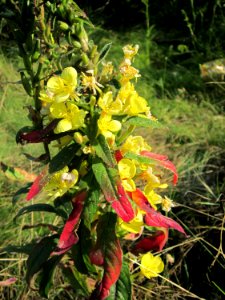 20120726Oenothera_biennis4