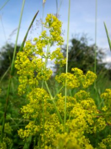 20130702Galium_verum1