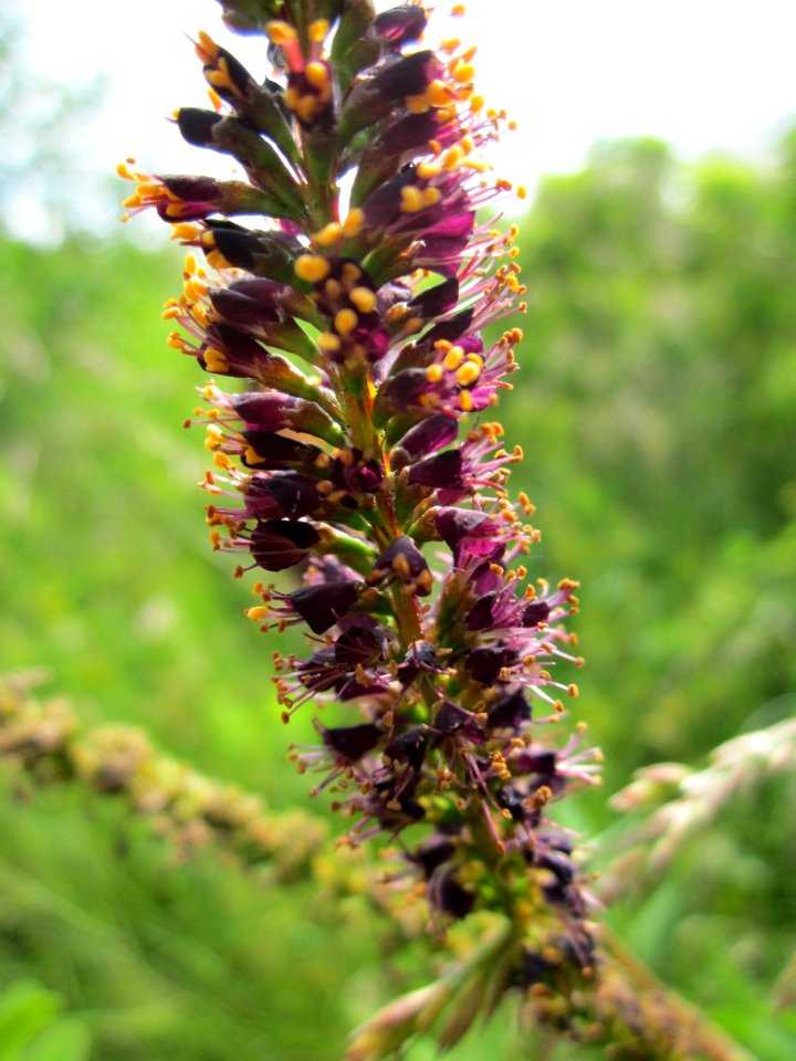 20130702Amorpha_fruticosa3