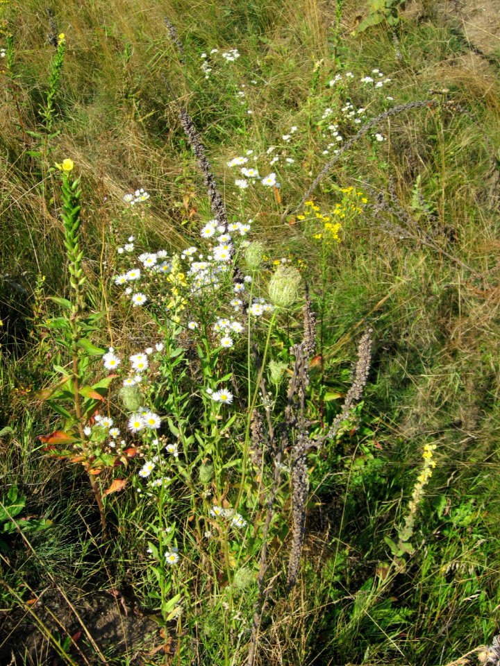 20120726Reilingen07