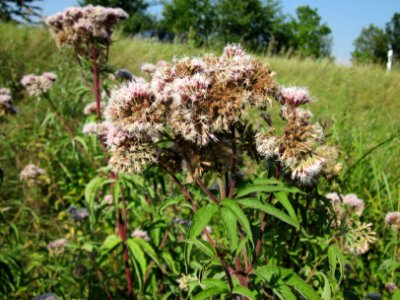 20120726Eupatorium_cannabinum2