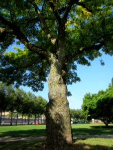 20120914Fraxinus_excelsior_Aurea4