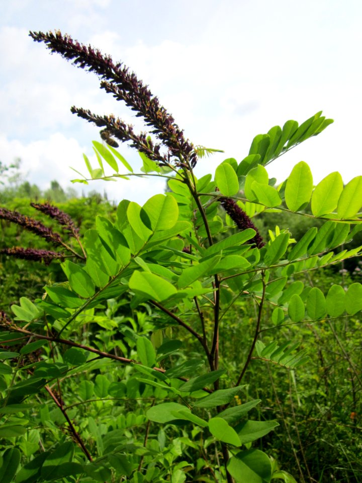 20130702Amorpha_fruticosa2