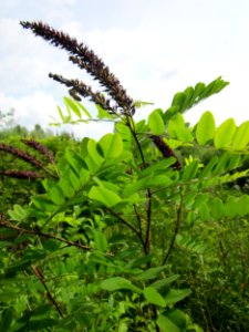 20130702Amorpha_fruticosa2