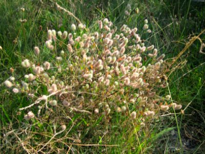 20120726Trifolium_arvense1