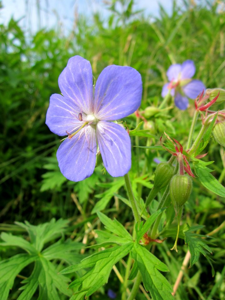 20130628Wiesenstorchschnabel_Staden1