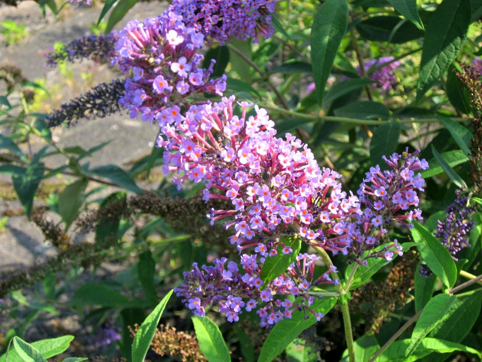 20120727Buddleja_davidii5