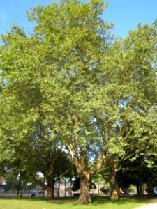 20120914Platanus_×_hispanica2