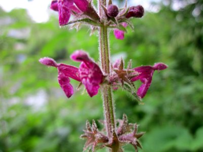 20130628Stachys_sylvatica4