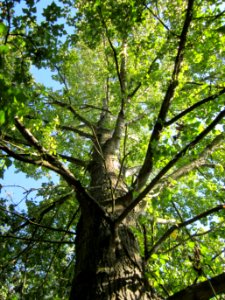 20120914Populus_x_canadensis4