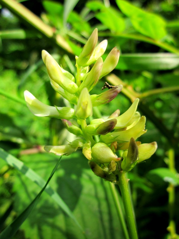 20130702Astragalus_glycyphyllos1