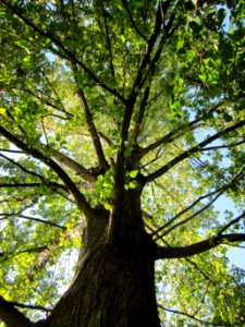 20120914Populus_x_canadensis3