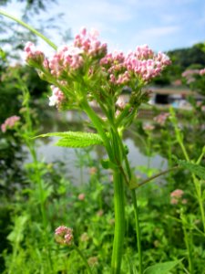20130628Valeriana_officinalis2