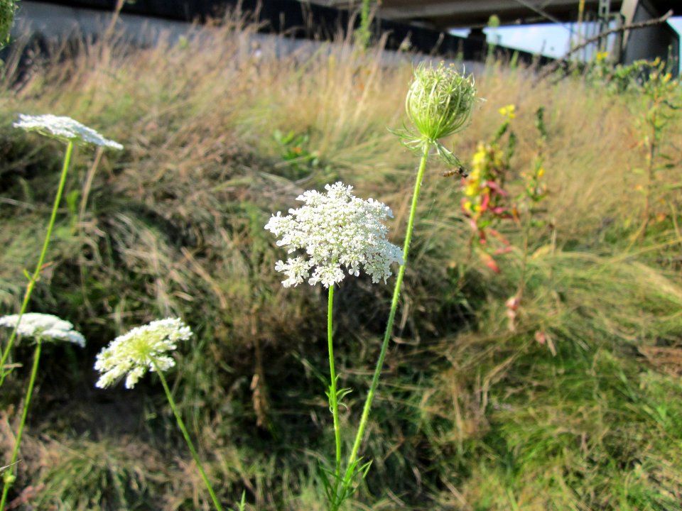 20120726Daucus_carota3