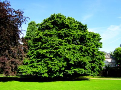 20130702Baumhasel_Saarbruecken