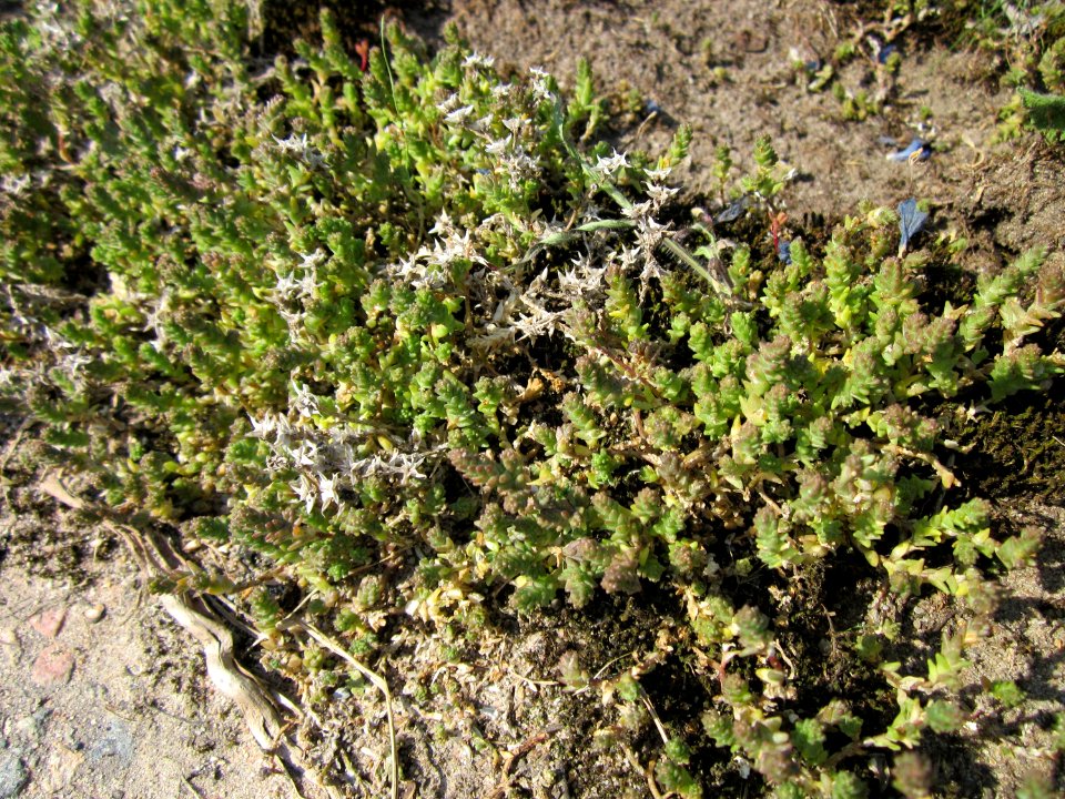 20120725Sedum_acre1