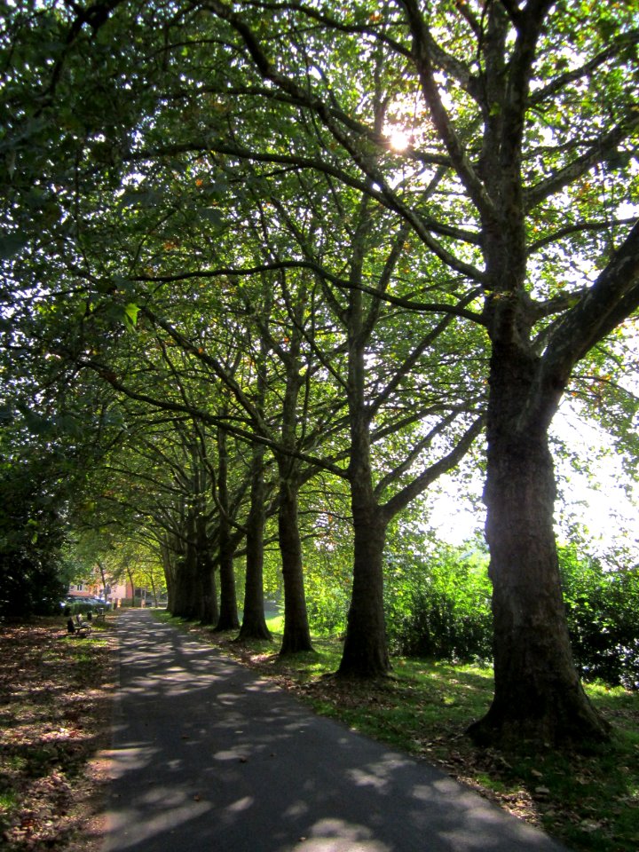20120914Platane_Saar_Saarbruecken3
