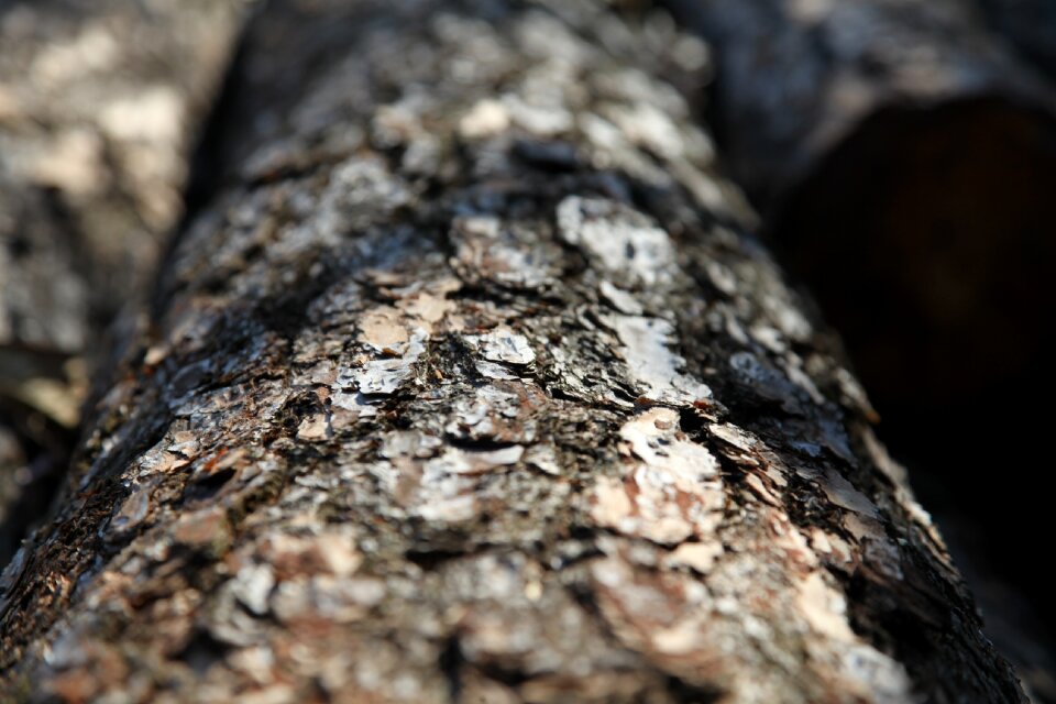 Tree firewood trunk