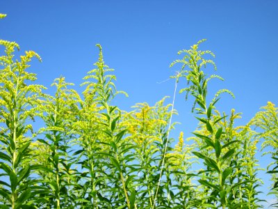 20120725Solidago_canadensis8