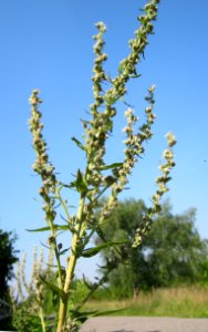 20120725Verbascum_lychnitis1
