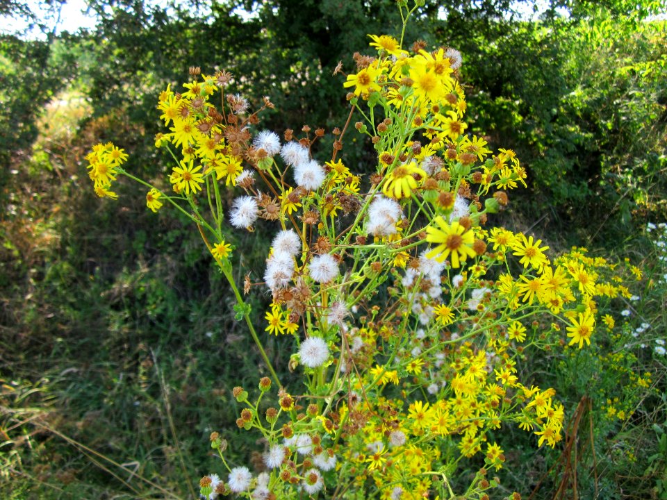 20120726Jacobaea_vulgaris1