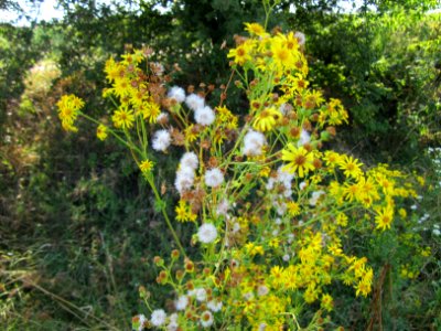 20120726Jacobaea_vulgaris1