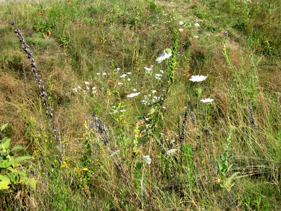 20120726Reilingen08