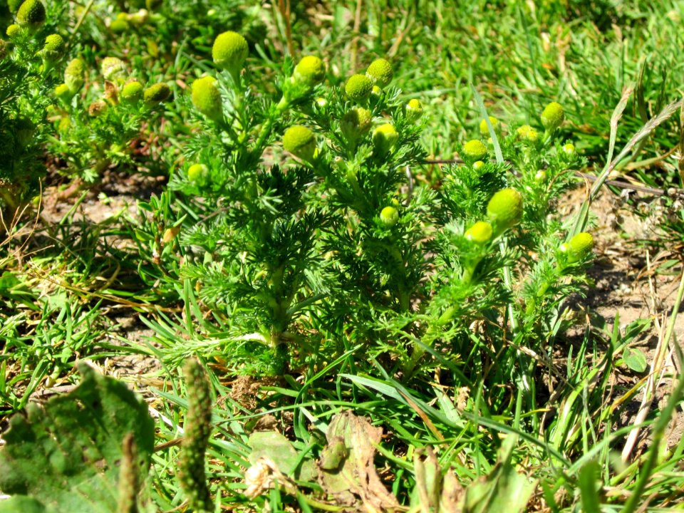 20120723Matricaria_discoidea2