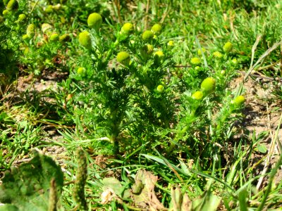 20120723Matricaria_discoidea2