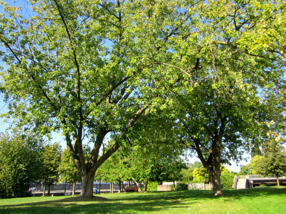 20120914Acer_saccharinum1