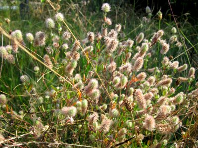 20120726Trifolium_arvense2