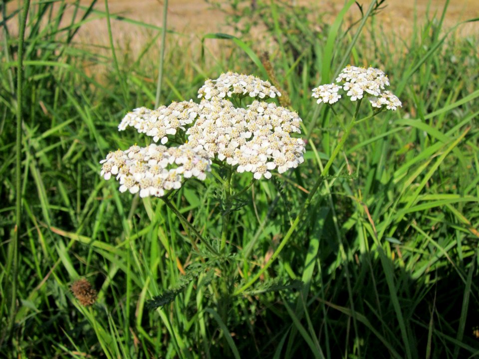 20120725Achillea_millefolium