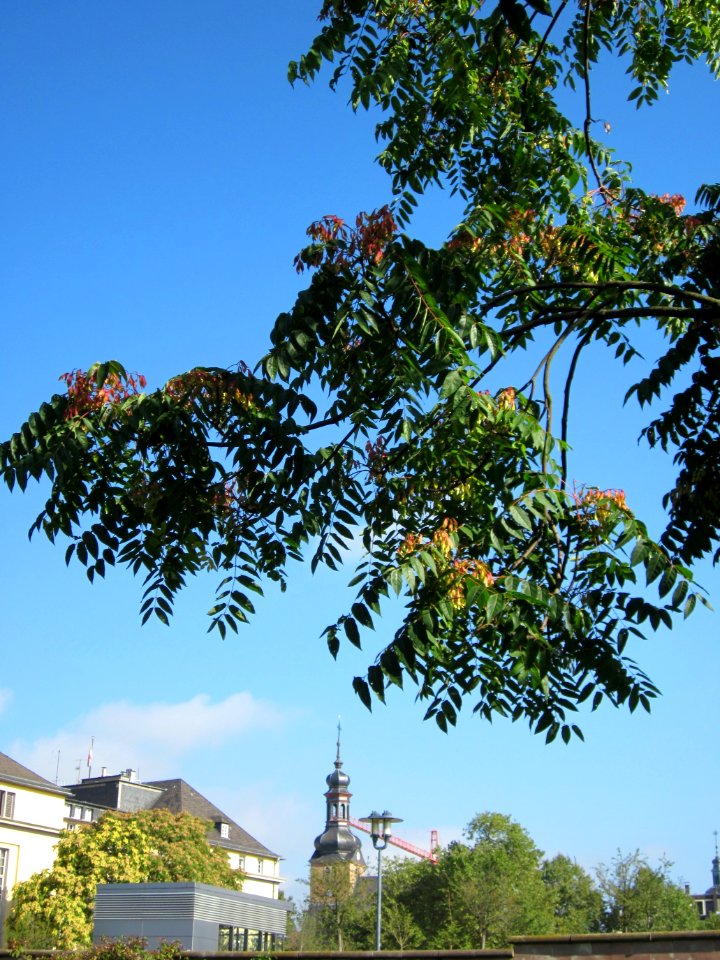 20120914Ailanthus_altissima3