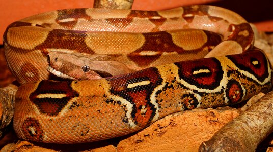 Boa imperator lurking close up