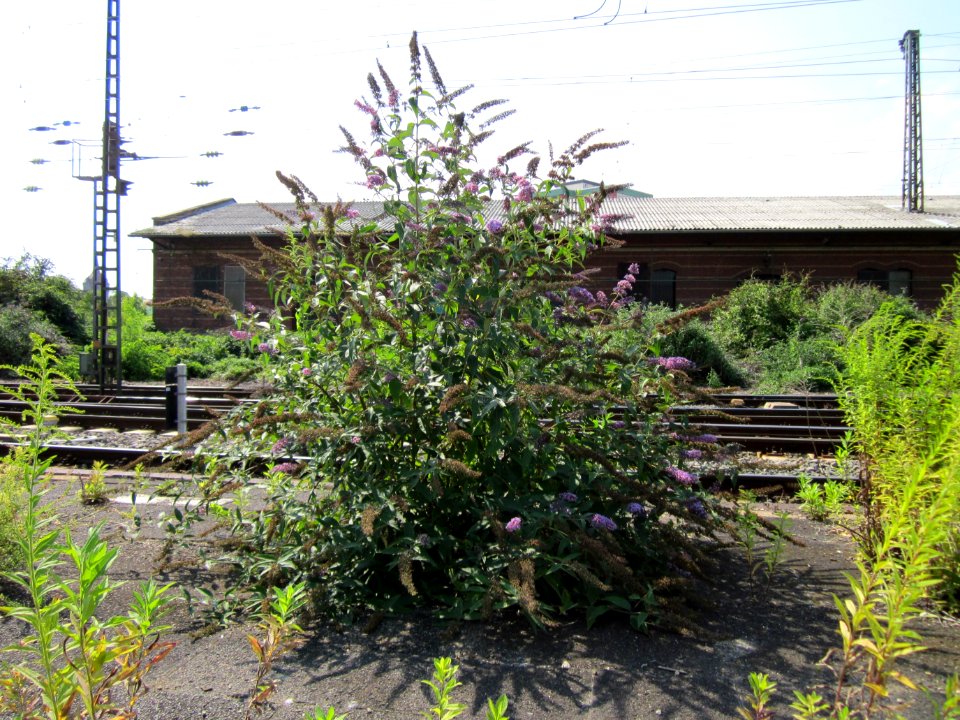 20120727Buddleja_davidii3