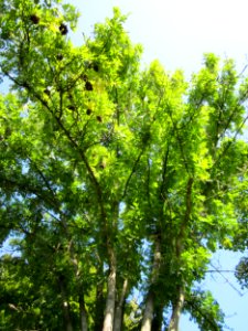 20120914Esche_Saar_Saarbruecken6