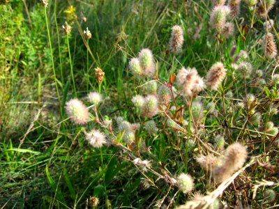 20120726Trifolium_arvense3