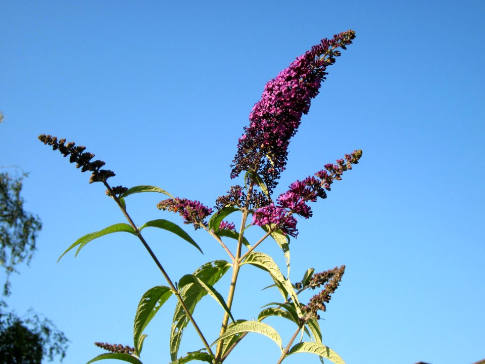 20120724Buddleja_davidii5