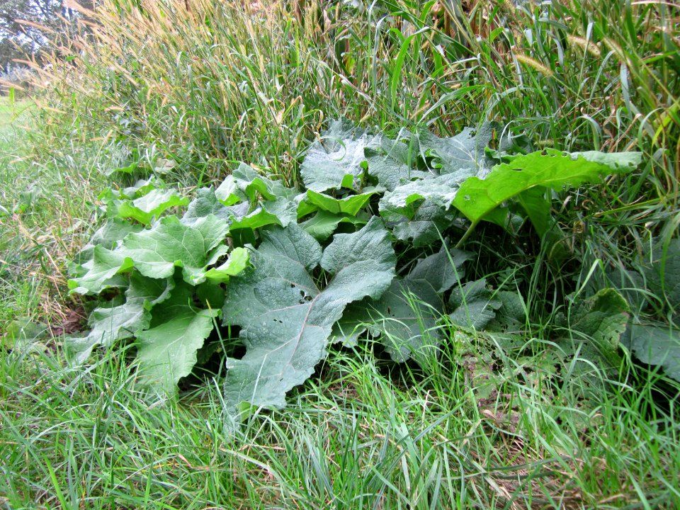 20120918Arctium_lappa2