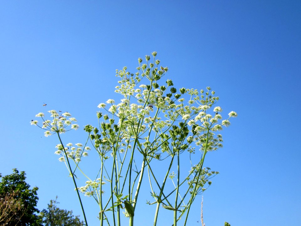 20120726Heracleum_sphondylium5
