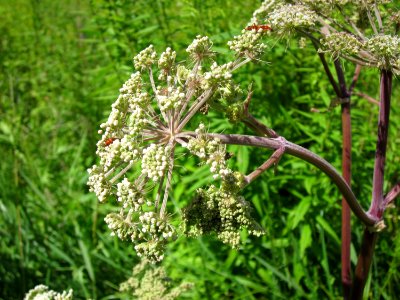 20120723Angelica_sylvestris3